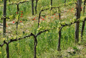 Florença: Viagem privada de um dia à adega Chianti na Toscana com almoço