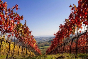 Florença: Viagem privada de um dia à adega Chianti na Toscana com almoço