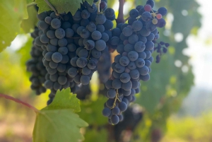 Toscana: San Gimignano og frokost og smagsprøver på en Chianti-vingård