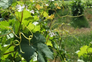 Cannes: Half and Full-Day Provencal Wine Tours