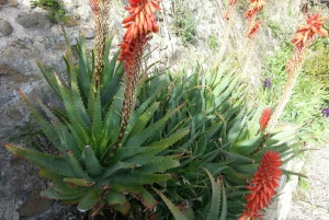 Из Канн: 8-часовая береговая экскурсия по Французской Ривьере