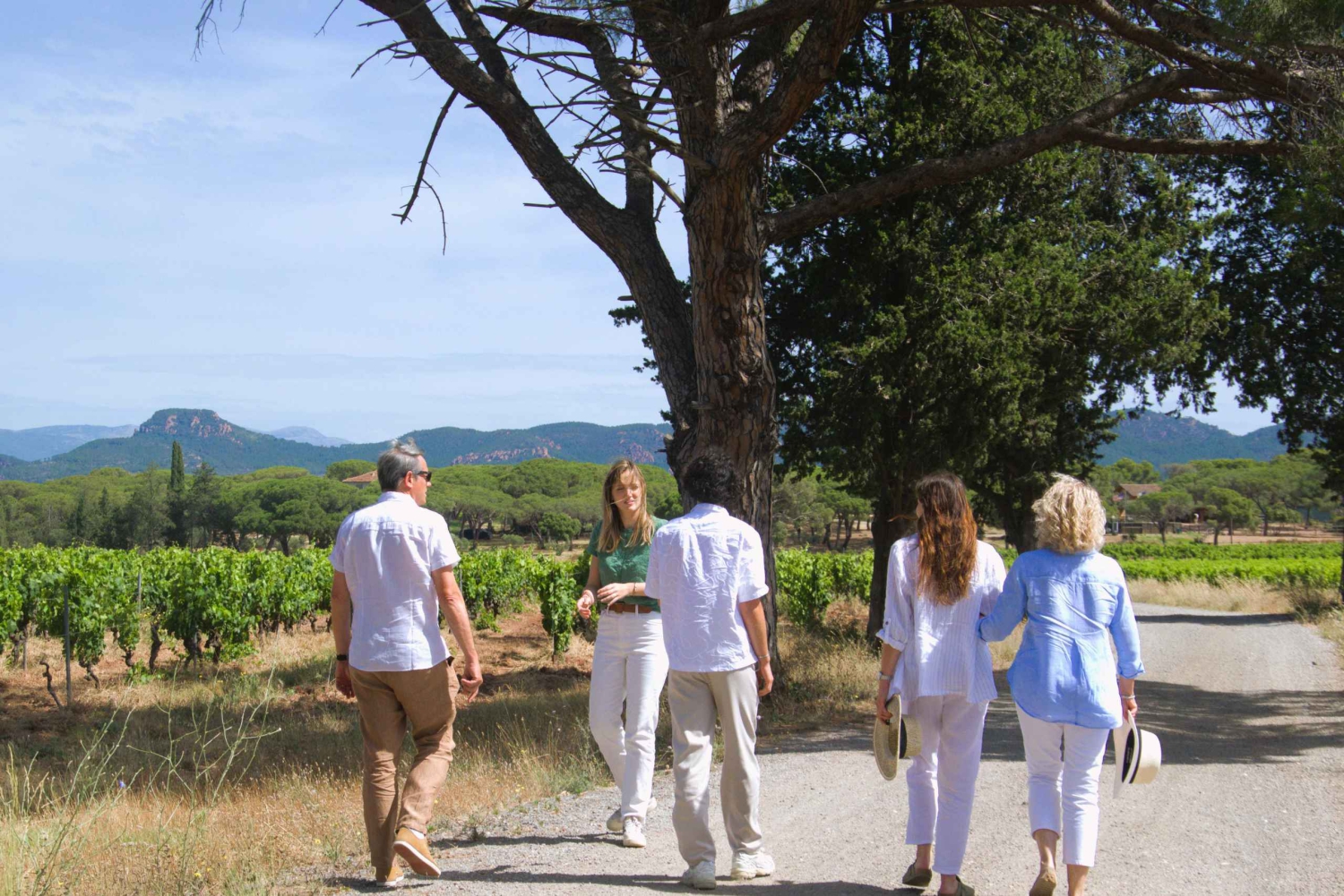 Från Fréjus: Utflykt med skåpbil till hjärtat av de provensalska vingårdarna