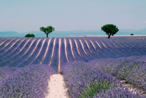 From Nice: The Grand Canyon of Europe & its Lavender Fields