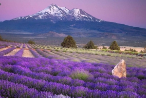 Nice: Gorges of Verdon and Fields of Lavender Tour