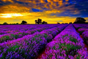 Nice: Gorges of Verdon and Fields of Lavender Tour