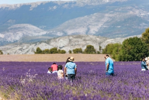 Nice: Gorges of Verdon and Fields of Lavender Tour