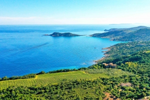 Ramatuelle: Tracks & Tasting Winery Tour by Mountain E-Bike