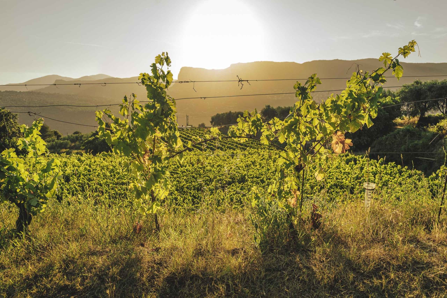 Посещение и дегустация вин в виноградниках Ниццы в Белле