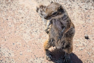From Corralejo: Fuerteventura E-Bike Tour