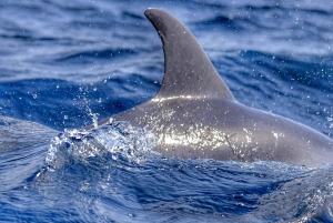 From Morro Jable: Dolphin and Whale Watching by Speedboat