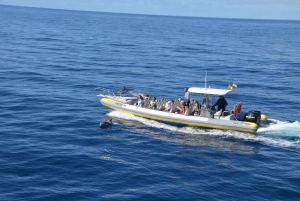 From Morro Jable: Dolphin and Whale Watching by Speedboat