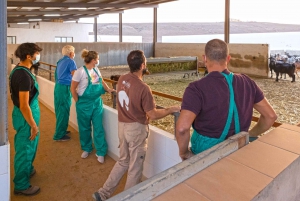 Fuerteventura: elaboración artesanal de queso de cabra en granja local