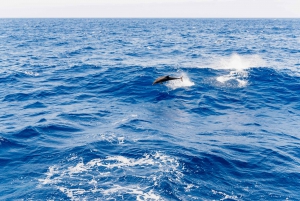 Fuerteventura: Glass Bottom Boat Cruise with Lunch & Drinks