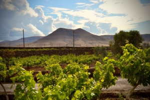 Fuerteventura: Tour & tasting at Conatvs Winery