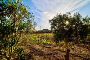 Fuerteventura: Tour & tasting at Conatvs Winery