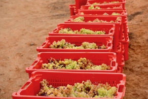 Fuerteventura: Tour & tasting at Conatvs Winery