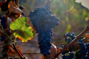 Fuerteventura: Tour & tasting at Conatvs Winery