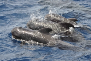Morro Jable: Dolphin & Whale Watching Cruise, Drinks & Swim