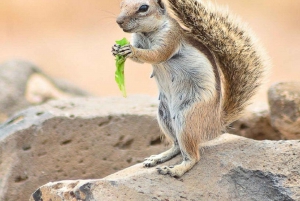 Playa Popcorn, Isla de Lobos y Dunas: ¡Playa Popcorn!