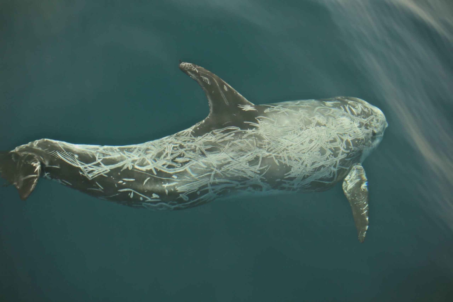 avistamiento de cetáceos