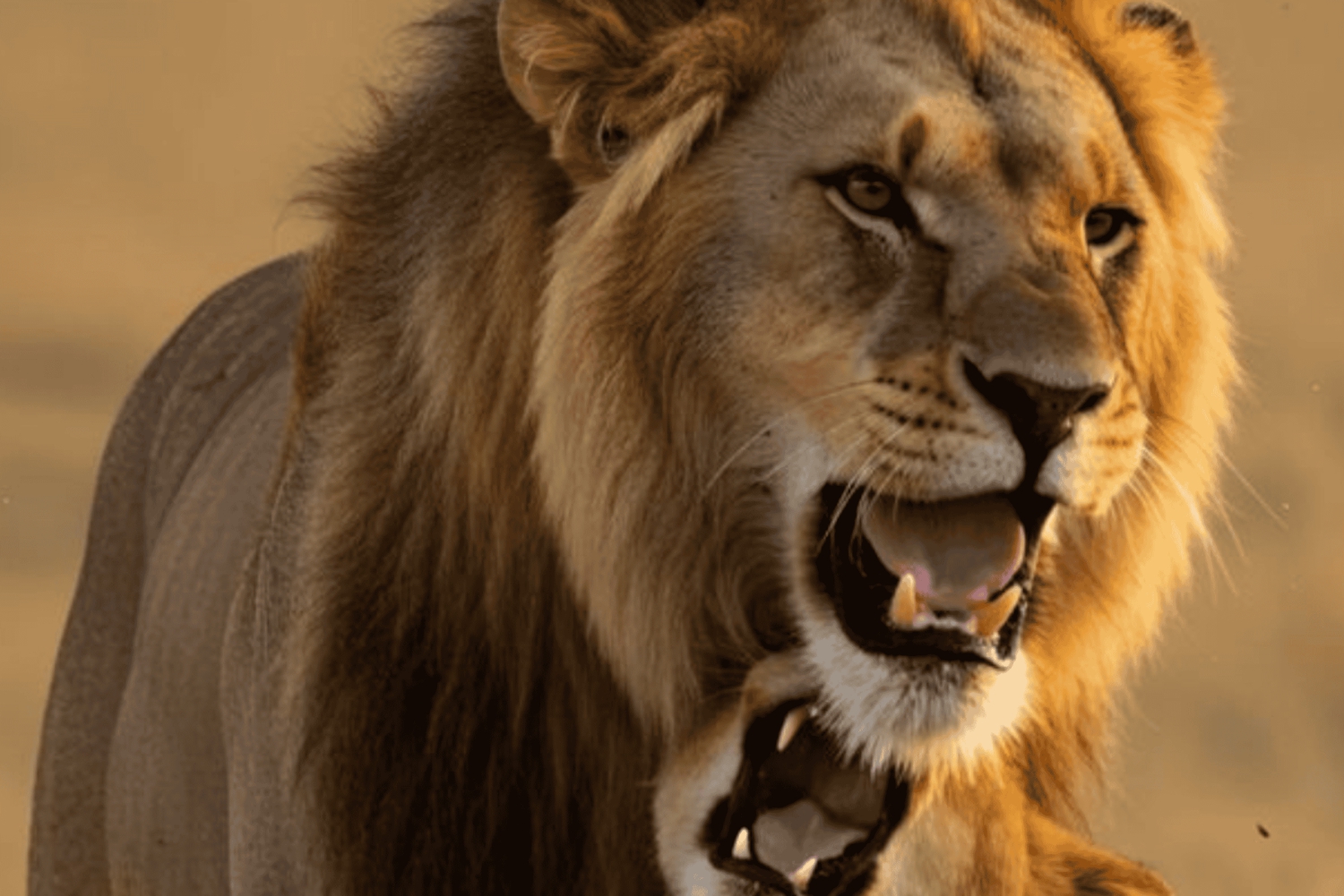 3-dniowa wycieczka do Przylądka Agulhas, safari i winnic