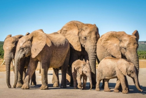 Tour privado de 3 días con todo incluido por la Ruta de los Jardines desde Ciudad del Cabo