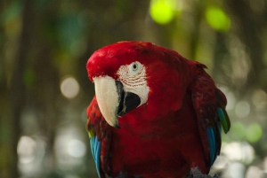 Tour privado de 3 días con todo incluido por la Ruta de los Jardines desde Ciudad del Cabo
