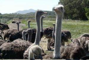 Tour privado de 3 días con todo incluido por la Ruta de los Jardines desde Ciudad del Cabo