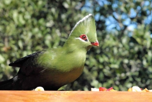 Tour privado de 3 días con todo incluido por la Ruta de los Jardines desde Ciudad del Cabo