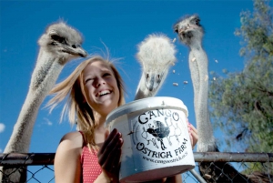 4-tägige Garden Route Erfahrung