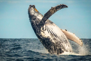 4-tägige Garden Route Erfahrung