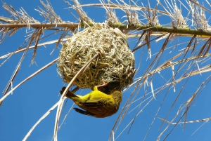 8 Días Ciudad del Cabo y Ruta Jardín en Pvt con Alojamiento