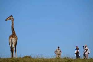 Addo: Guidet girafsafari til fods i Bellevue Forest