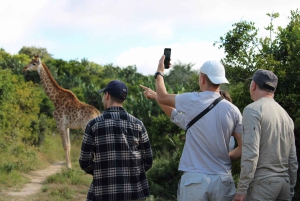 Addo: Guidet girafsafari til fods i Bellevue Forest