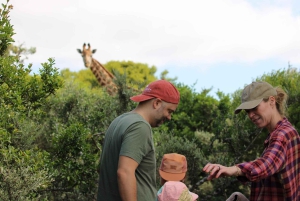 Addo: Guidet girafsafari til fods i Bellevue Forest