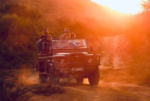 Addo: Guidet girafsafari til fods i Bellevue Forest