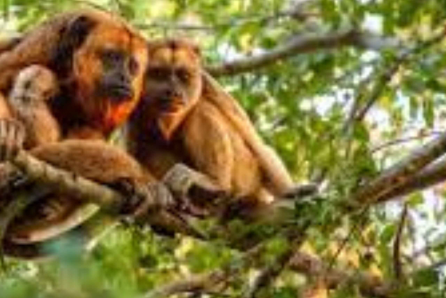プライベート動物愛好家ツアー – 半日