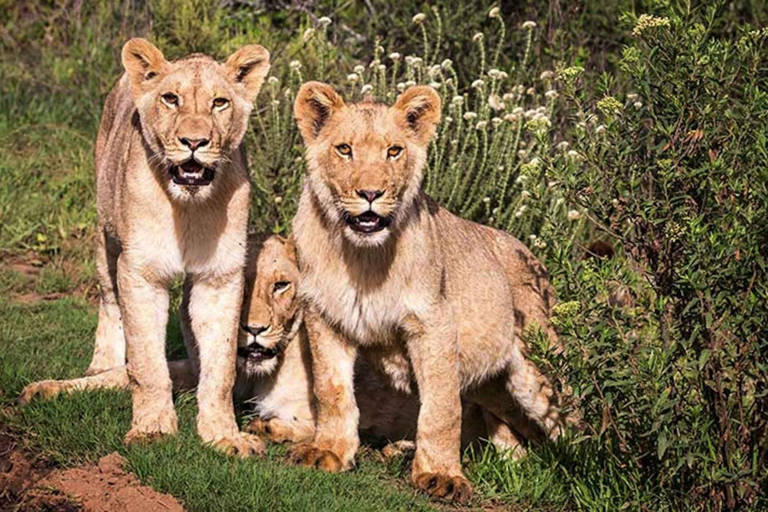 Prywatny rezerwat dzikich zwierząt Botlierskop: 3,5-godzinna przejażdżka po zachodzie słońca