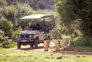 Rio Little Brak: Passeio de caça guiado em Botlierskop