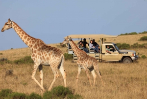 Botlierskop Private Game Reserve: 3-Hour Guided Game Drive