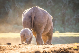Botlierskop Private Game Reserve: 3-Hour Guided Game Drive