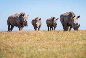 Botlierskop Private Game Reserve: 3-Hour Guided Game Drive