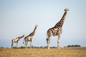 Botlierskop Private Game Reserve: 3-Hour Guided Game Drive