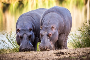 Botlierskop Private Game Reserve: 3-Hour Guided Game Drive