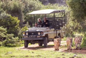 ケープ：サファリ＆ホエール・コースト3日間ツアー（プライベート送迎付き