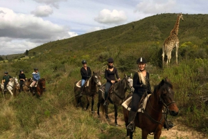 ケープ：サファリ＆ホエール・コースト3日間ツアー（プライベート送迎付き