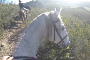 ケープ：サファリ＆ホエール・コースト3日間ツアー（プライベート送迎付き