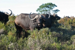 ケープ：サファリ＆ホエール・コースト3日間ツアー（プライベート送迎付き