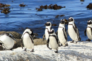 ケープ：サファリ＆ホエール・コースト3日間ツアー（プライベート送迎付き