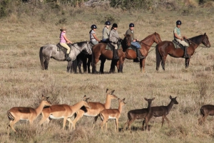 ケープ：サファリ＆ホエール・コースト3日間ツアー（プライベート送迎付き